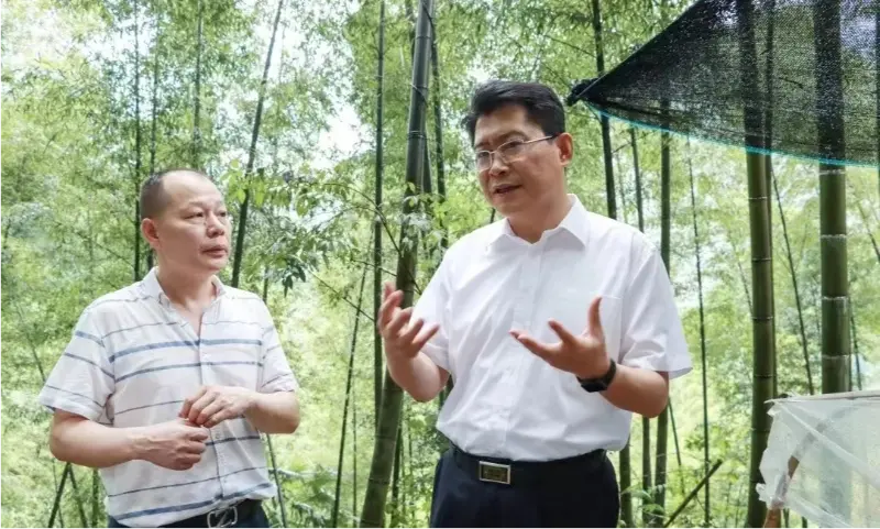 Liu Shuo, Sekretaris Komite Partai Kota Pingxiang, mriksa pangkalan tanam Anoectochilus
