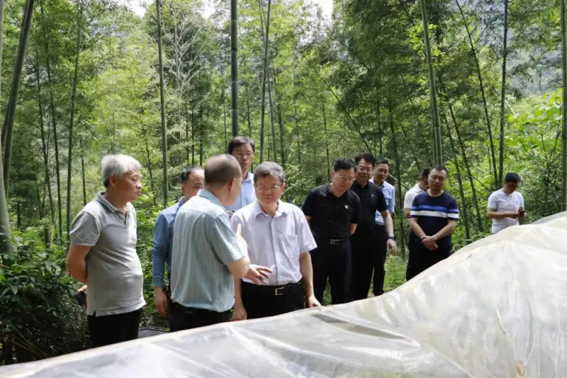 Liu Shuren, Direktur Departemen Pembangunan lan Reformasi Administrasi Kehutanan lan Padang Rumput Nasional, nyelidiki basis tanam Anxin Shibawan Anoectochilus