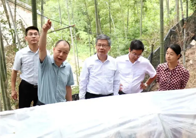 Liu Hongning, Dekan Institut Riset Lanjutan Universitas Jiangxi Pengobatan Tradisional Cina lan mantan Sekretaris Partai universitas, mimpin klompok pakar provinsi kanggo reformasi komprehensif obat tradisional Cina ing Jiangxi kanggo nindakake riset ing basis Anoectochilus kita.